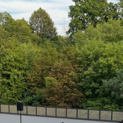 Photo, 2026 summer concert: the outdoor stage at Earl Bales Park, with trees behind